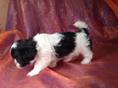 Female teddy bear puppy for sale #6 Ready April 2013|Teddy bear breeders from Massachusetts always ask how do we ship for only $150
